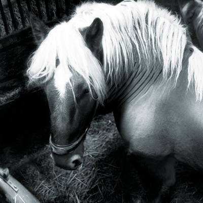 Haras de Strasbourg, les derniers étalons, 2003